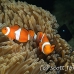 anemonefish_falseclown_nus_h_0705_png1879.jpg